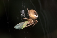 Une femelle (Araneae - Araneidae - Neoscona subfusca)